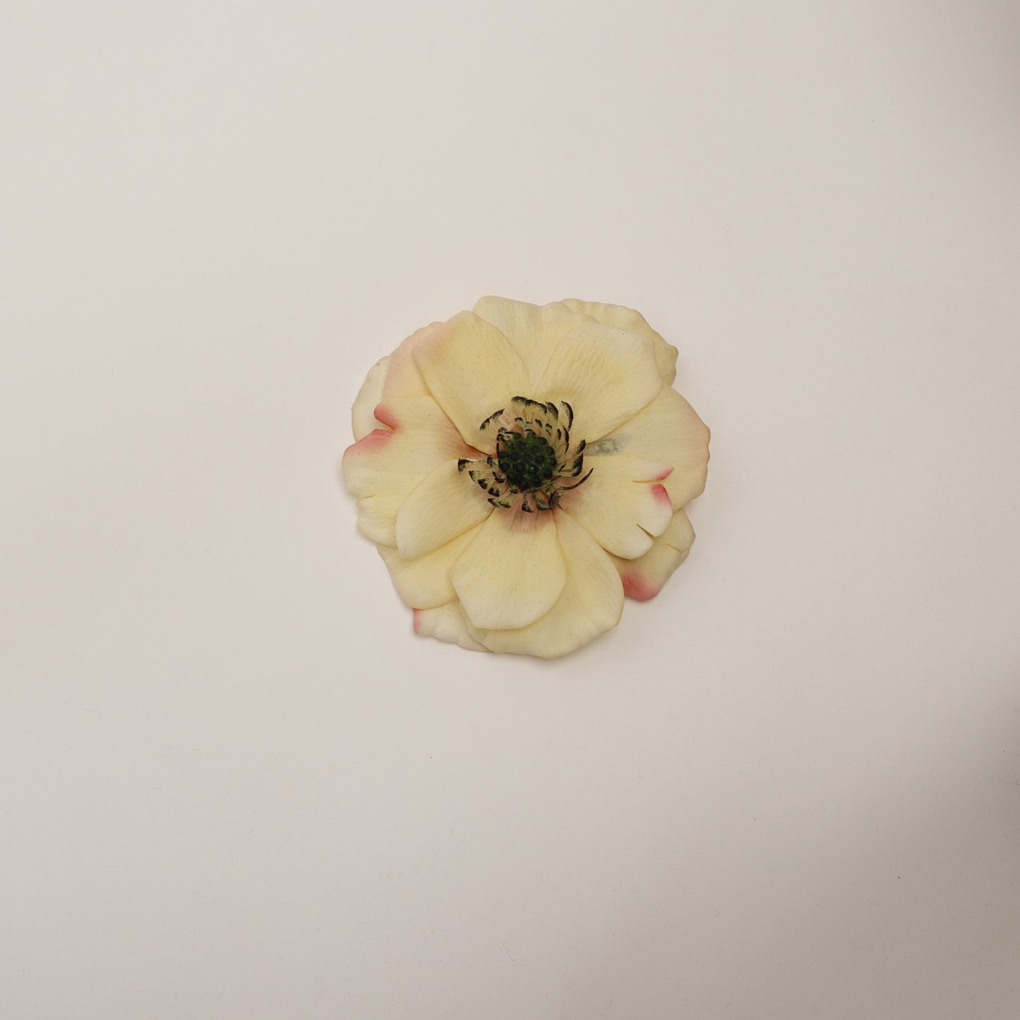 Hana Himo - Yellow Anemone
