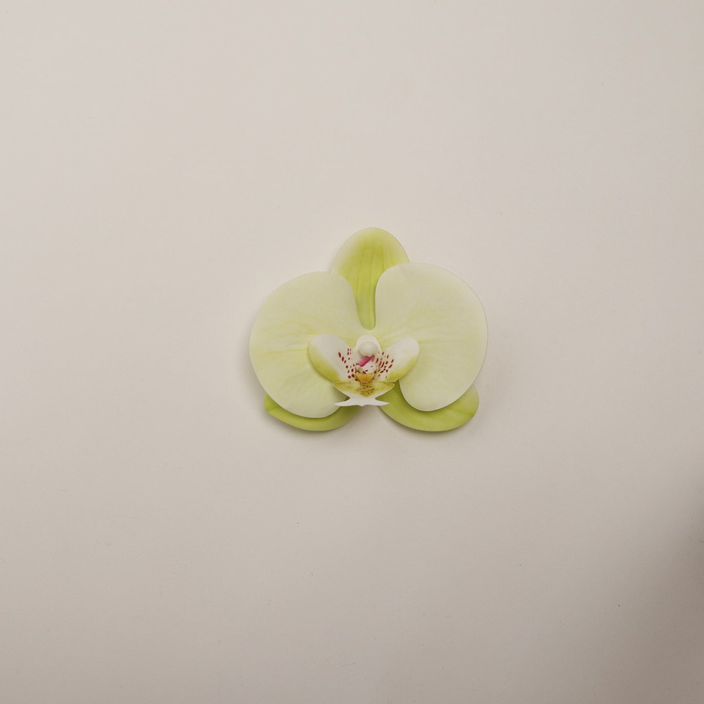 Hana Himo - Lime sorbet orchid