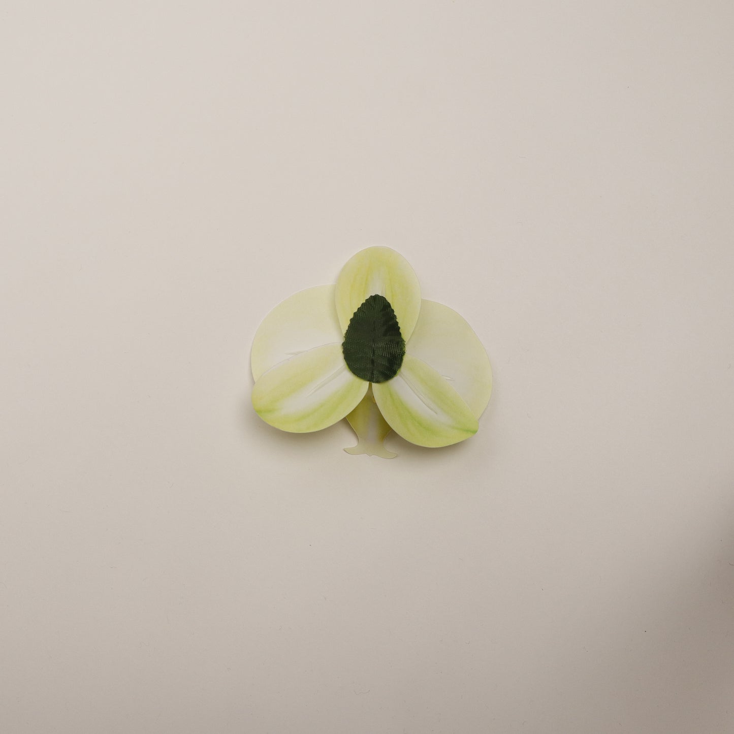 Hana Himo - Lime sorbet orchid
