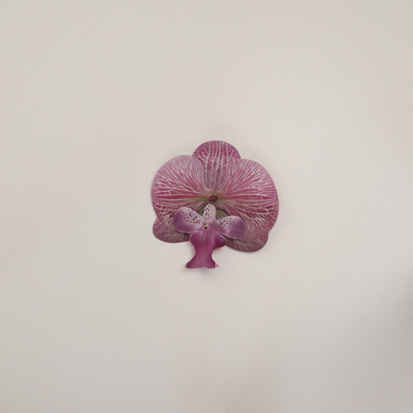 Hana Himo - Lavender blush orchid