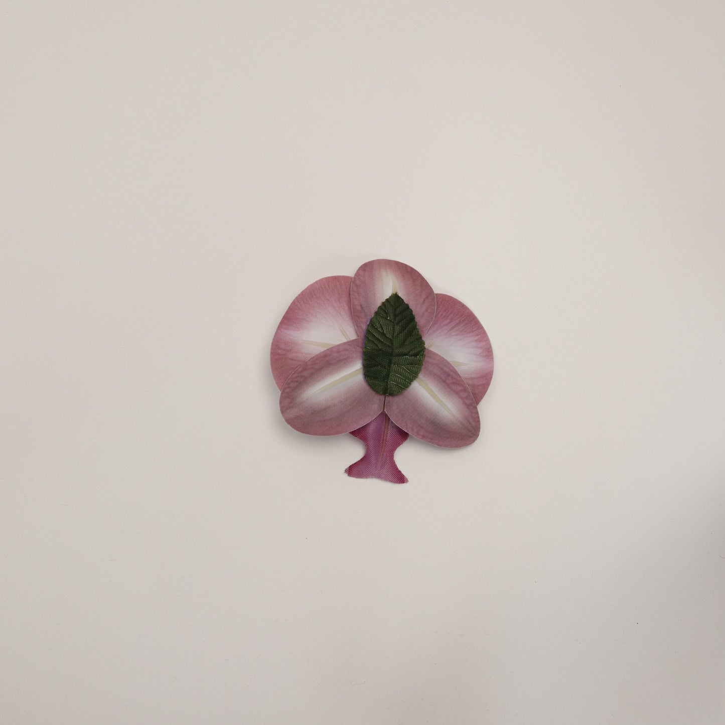 Hana Himo - Lavender blush orchid