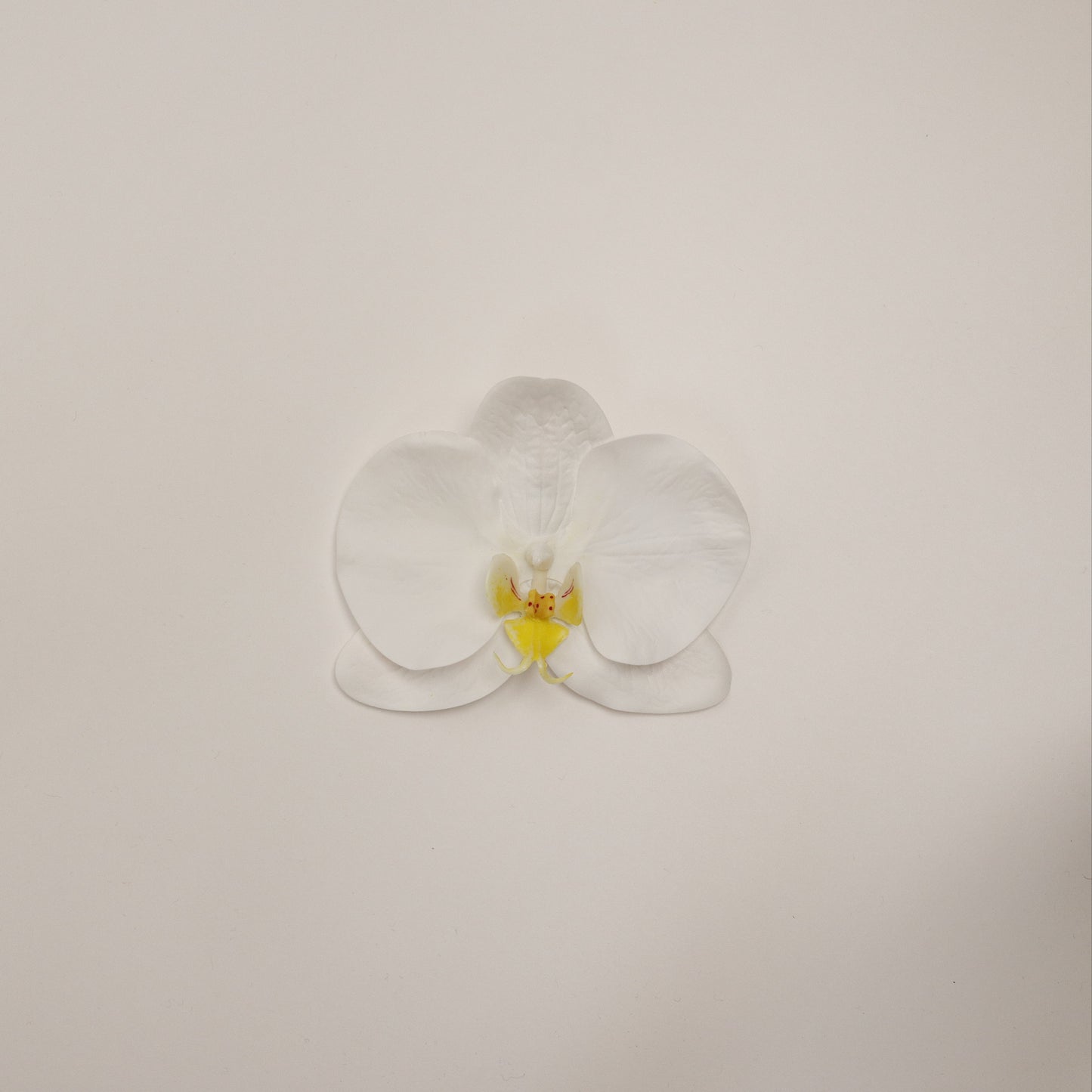 Hana Himo - White orchid