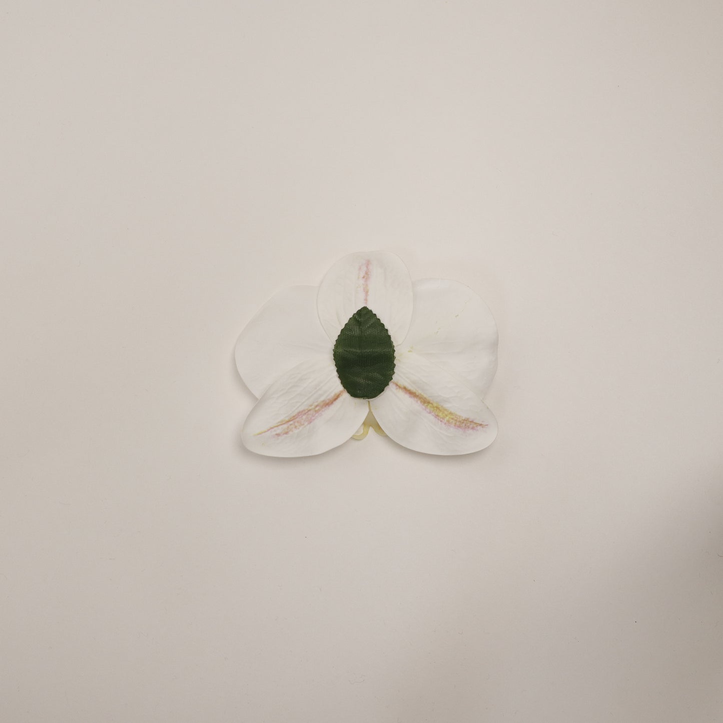 Hana Himo - White orchid