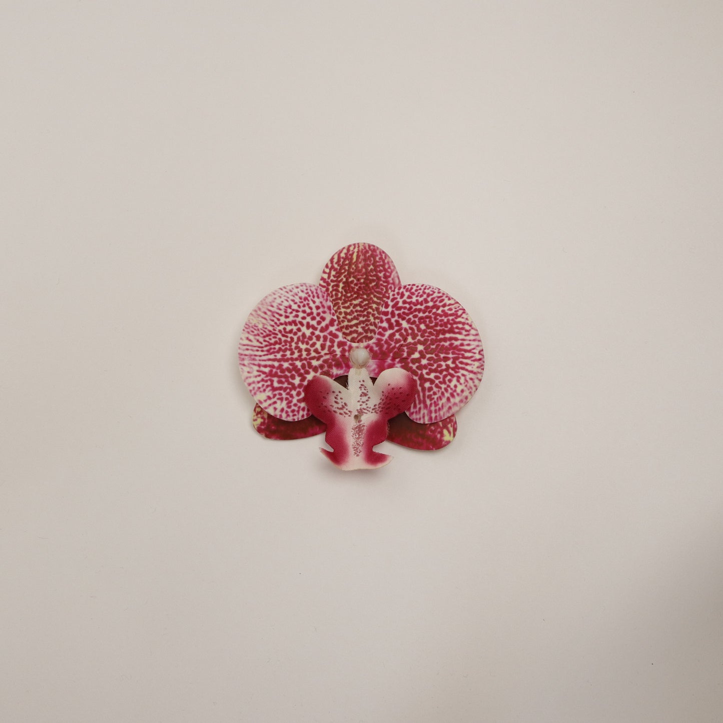Hana Himo - Cherry orchid