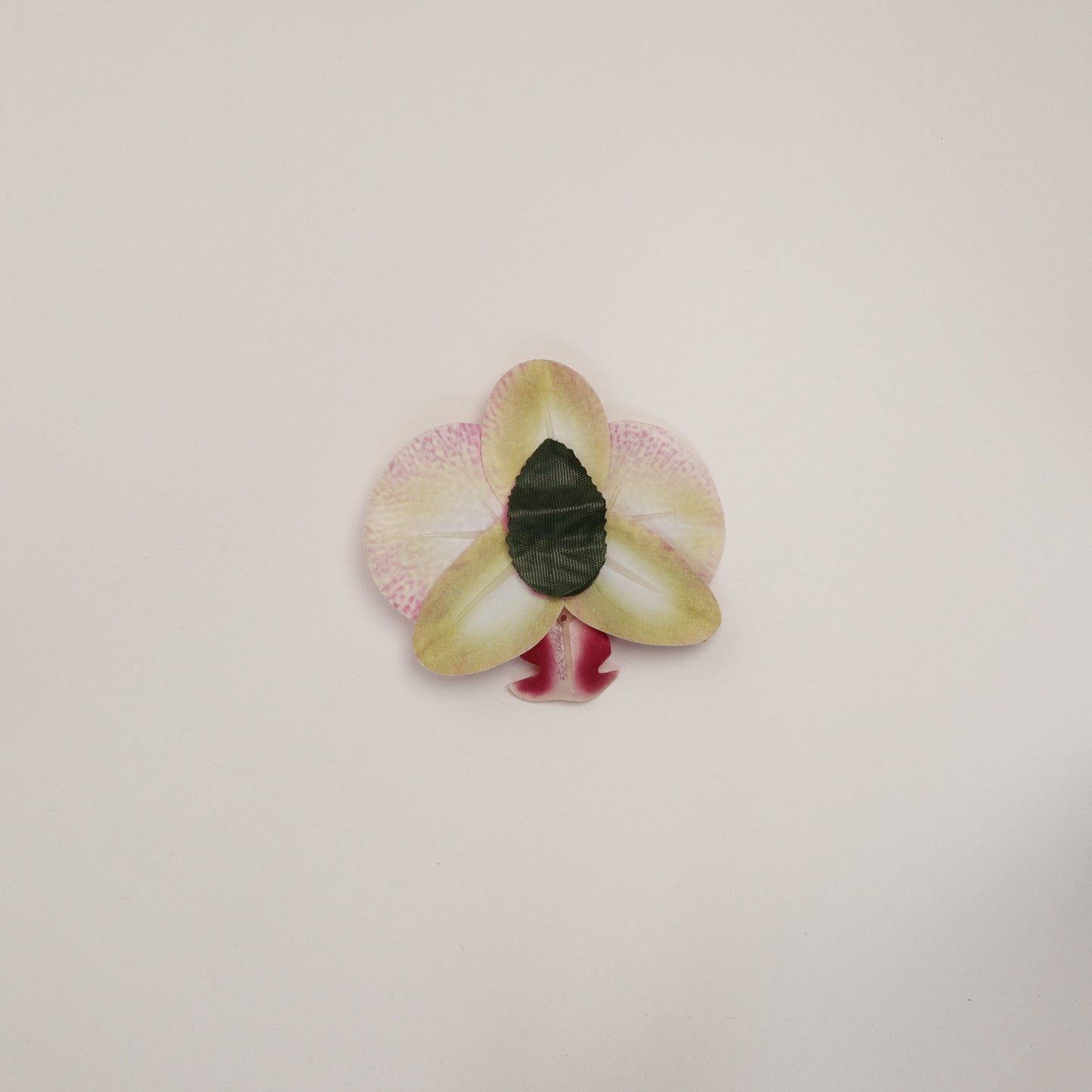 Hana Himo - Cherry orchid