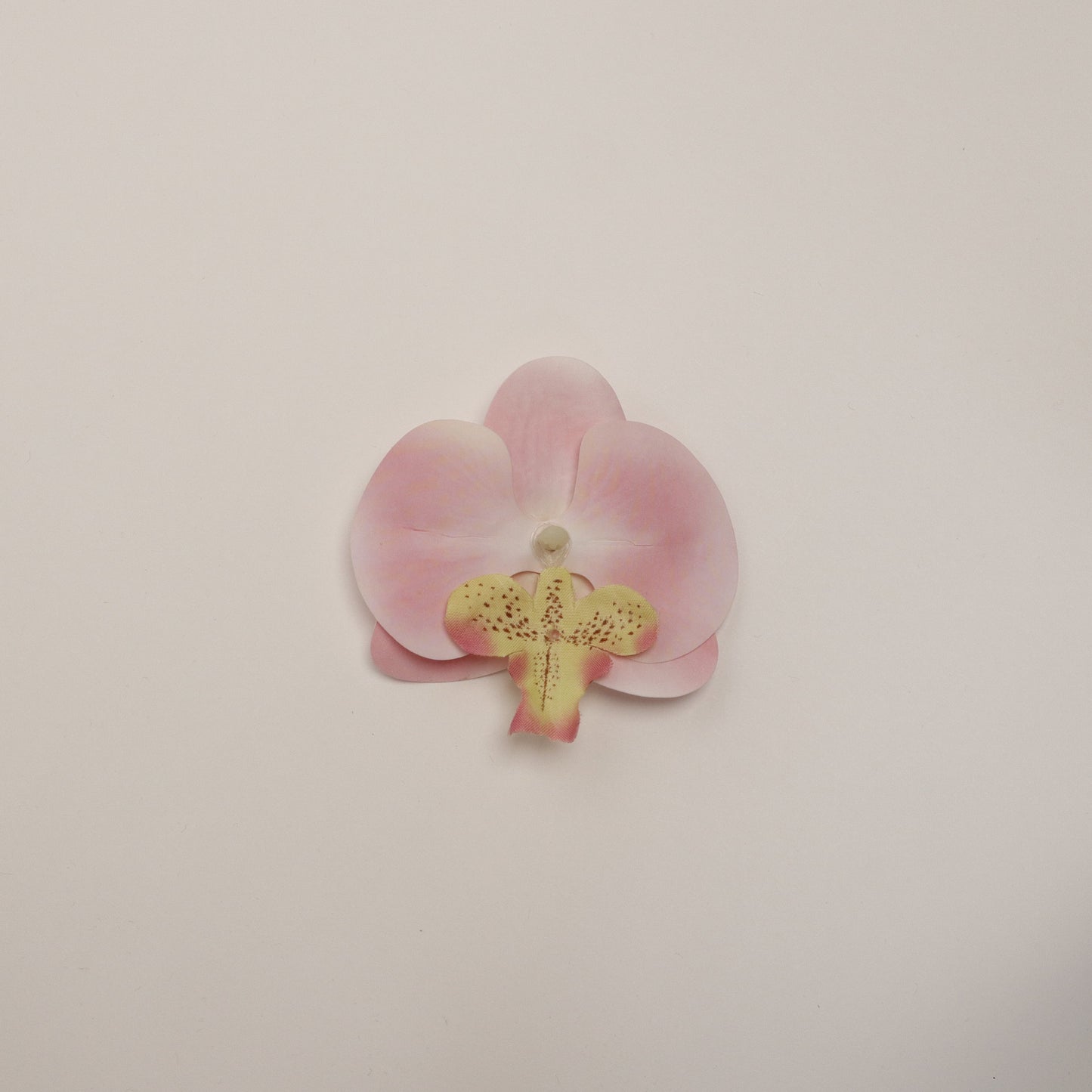 Hana Himo - Cotton Candy orchid