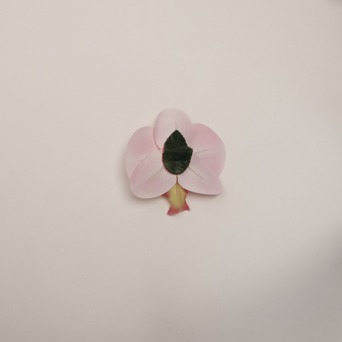 Hana Himo - Cotton Candy orchid