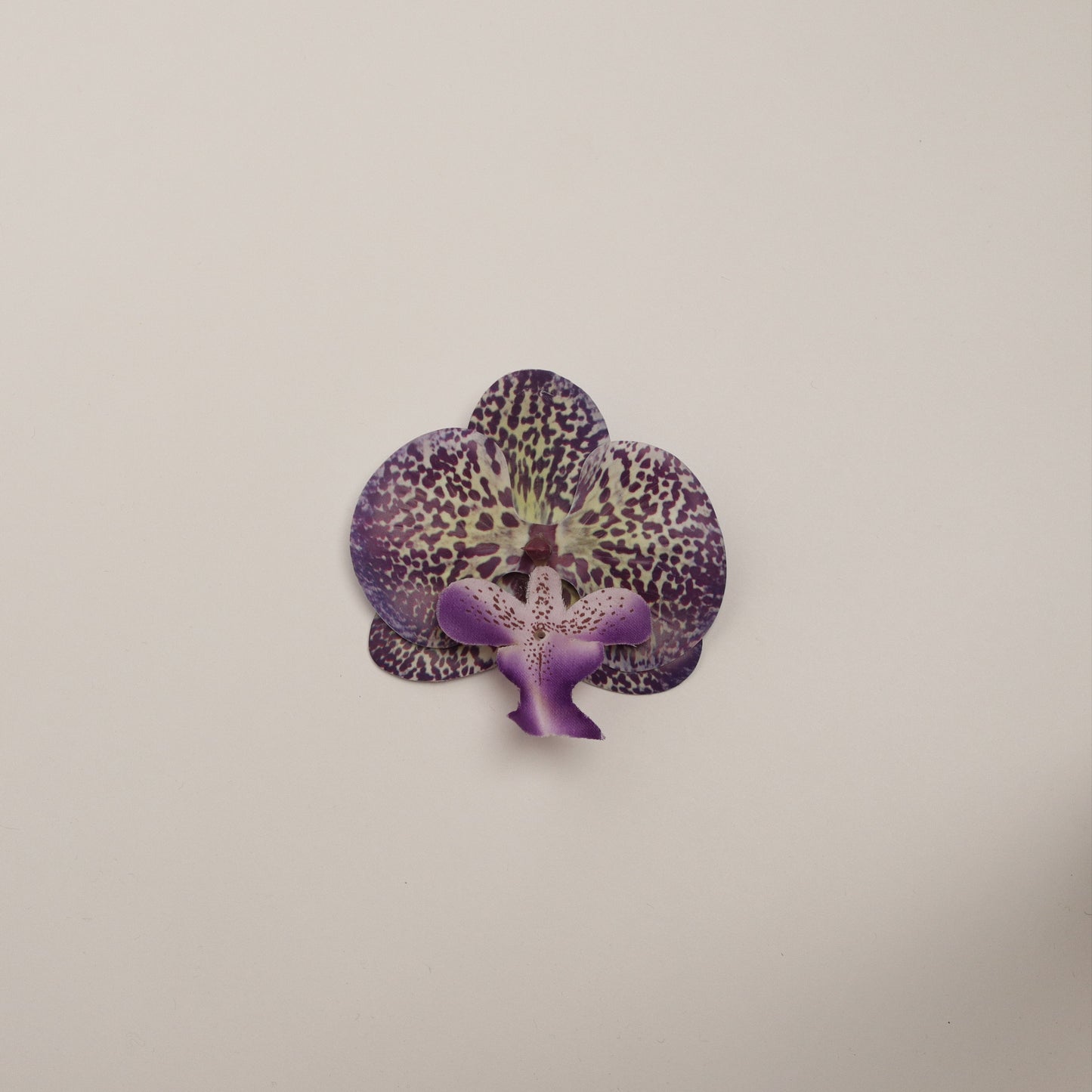 Hana Himo - Violet Midnight orchid