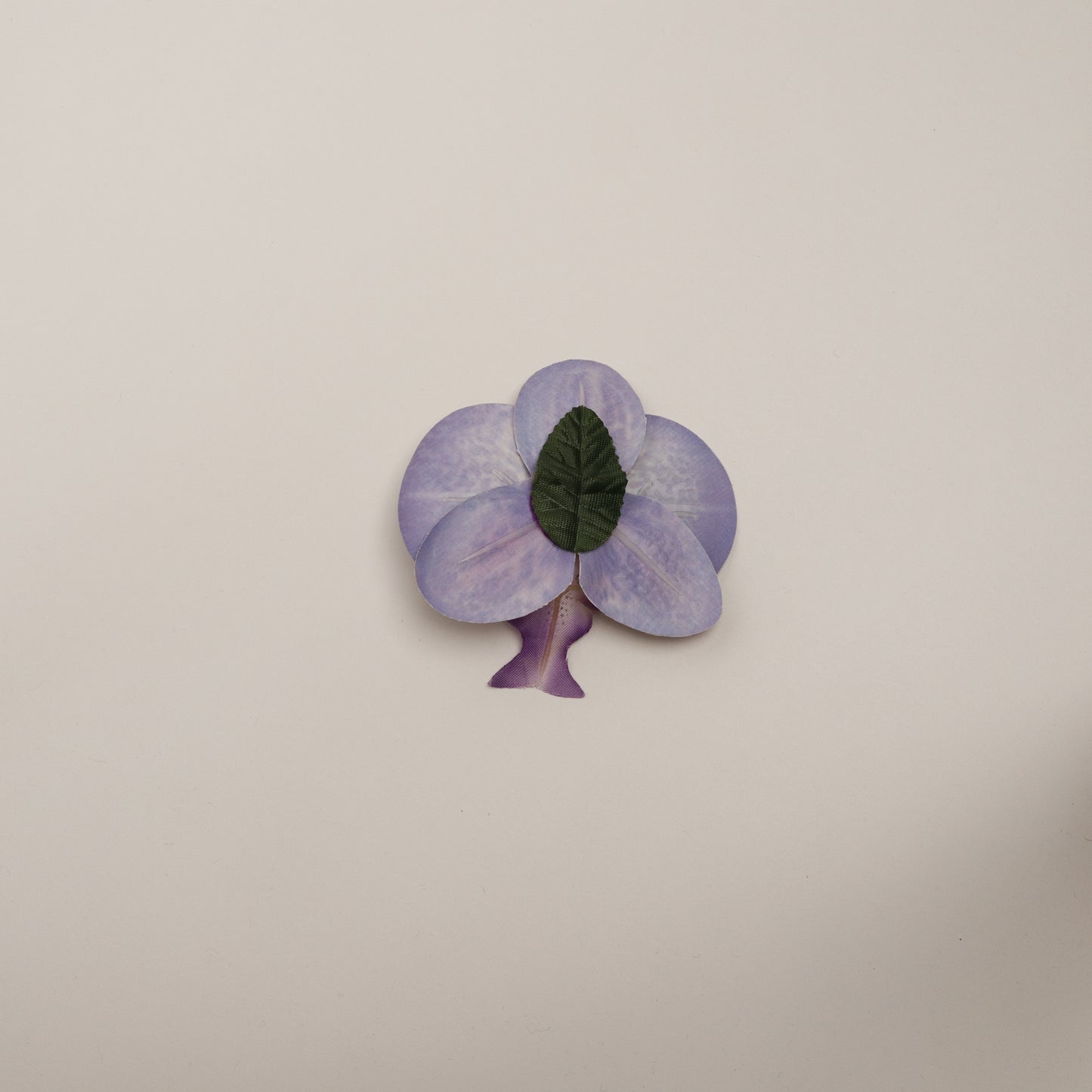 Hana Himo - Violet Midnight orchid