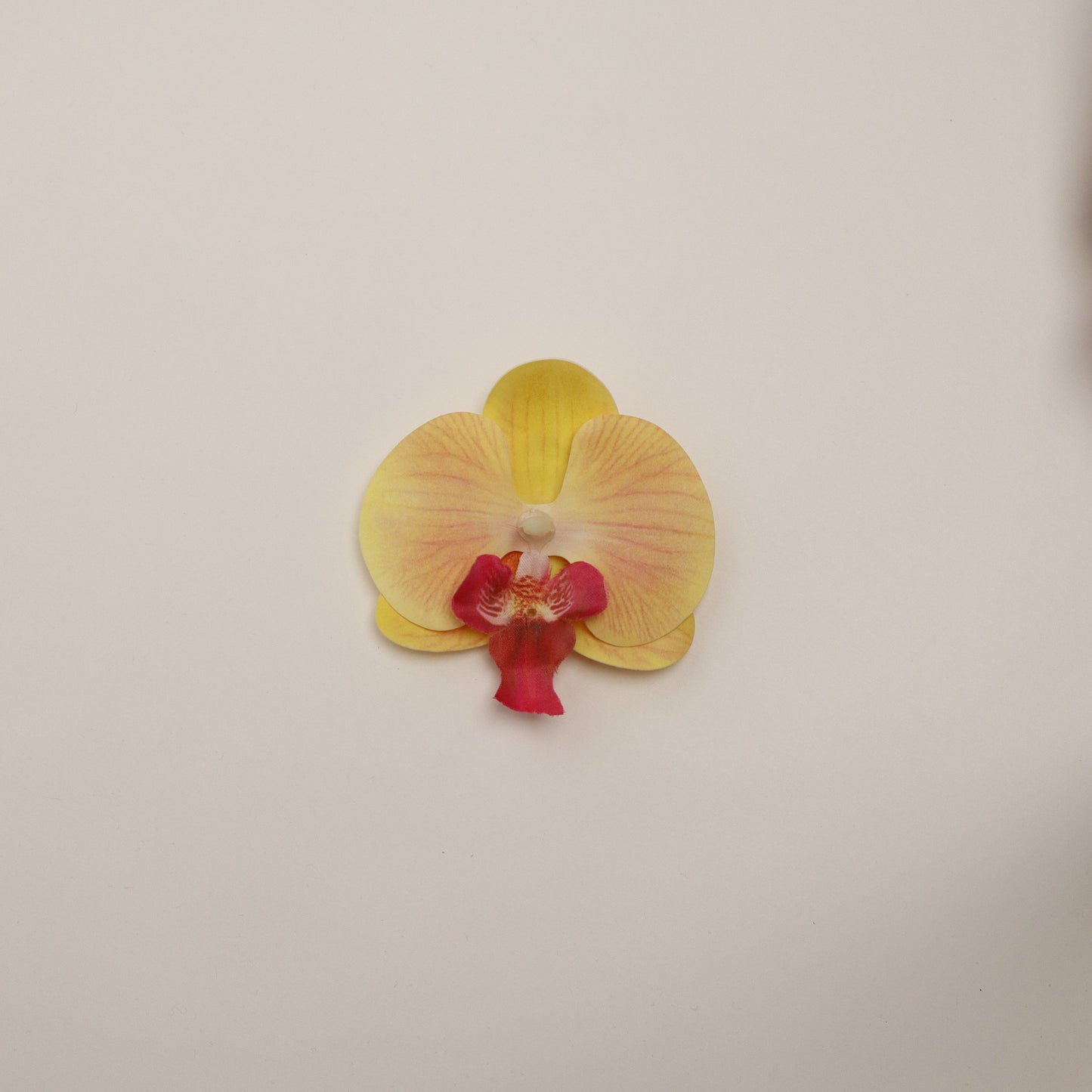 Hana Himo - Sun Kiss orchid