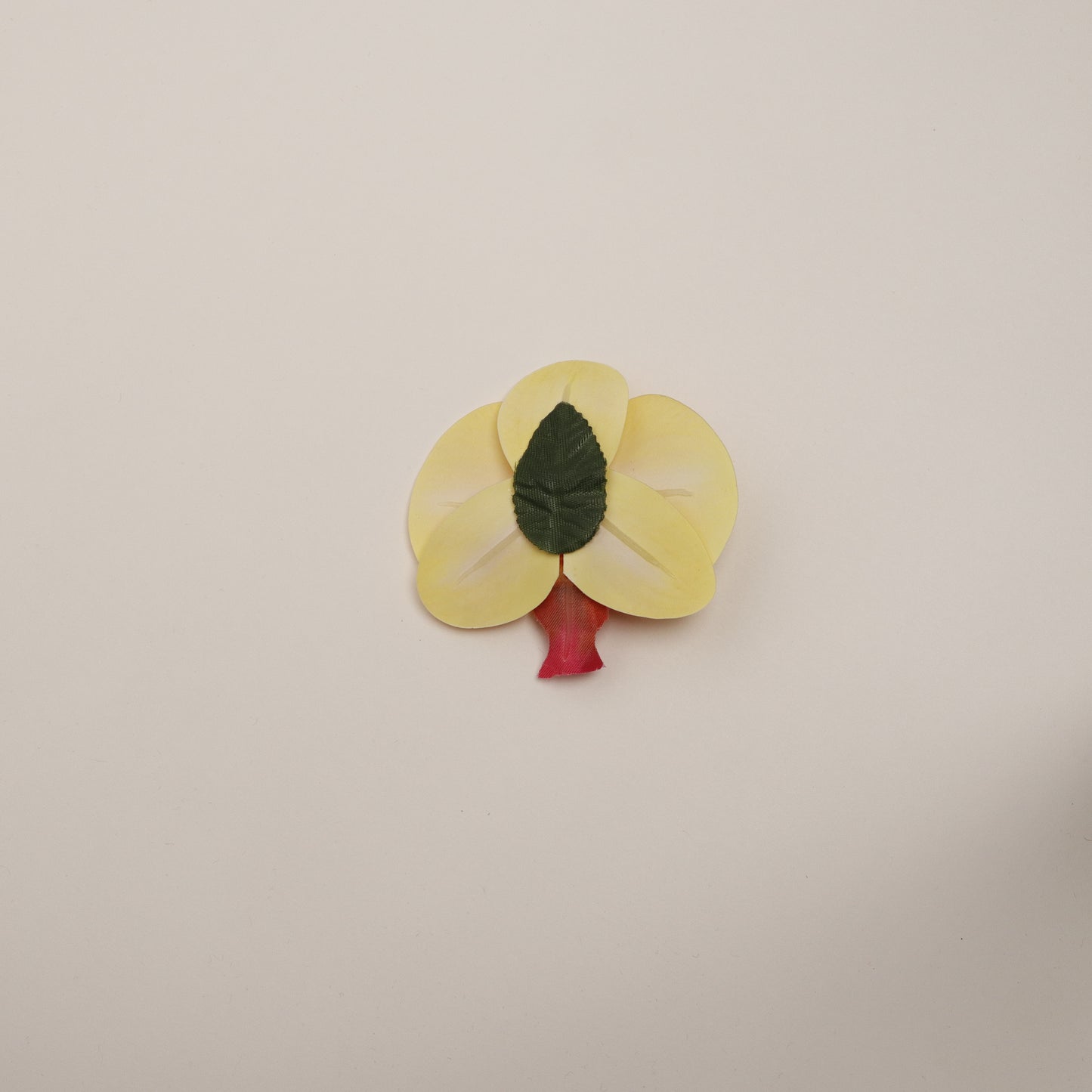 Hana Himo - Sun Kiss orchid