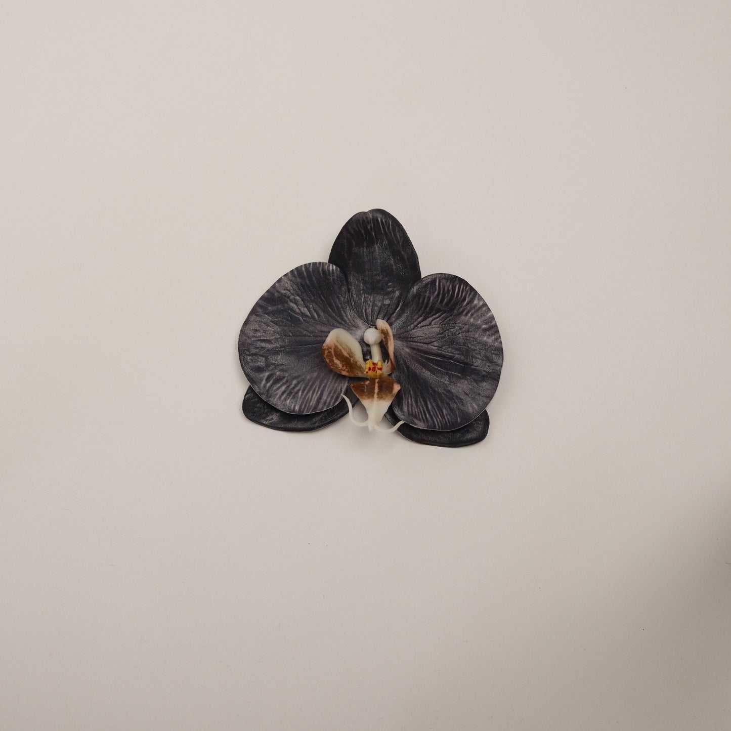 Hana Himo - Black orchid