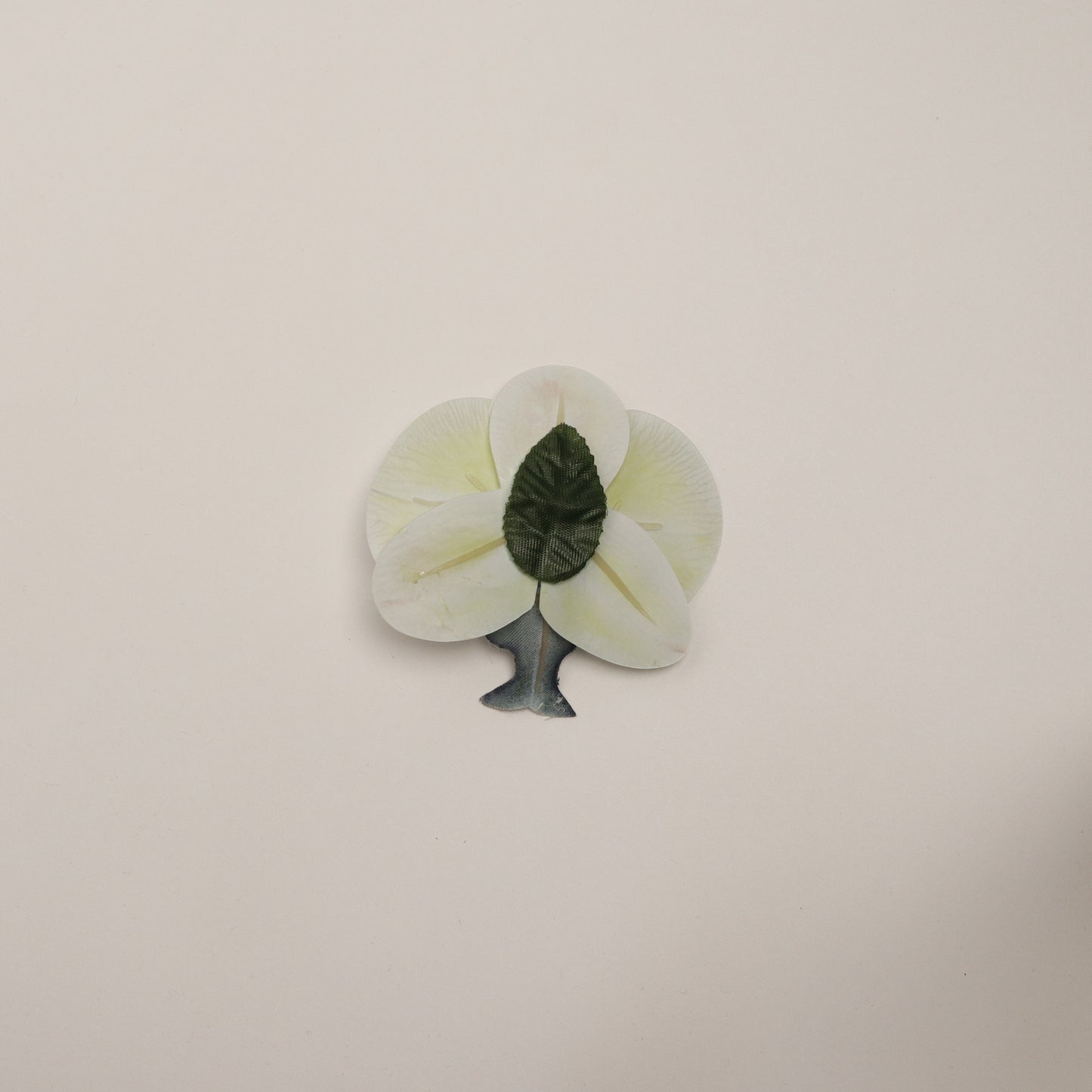 Hana Himo - Sky blue orchid