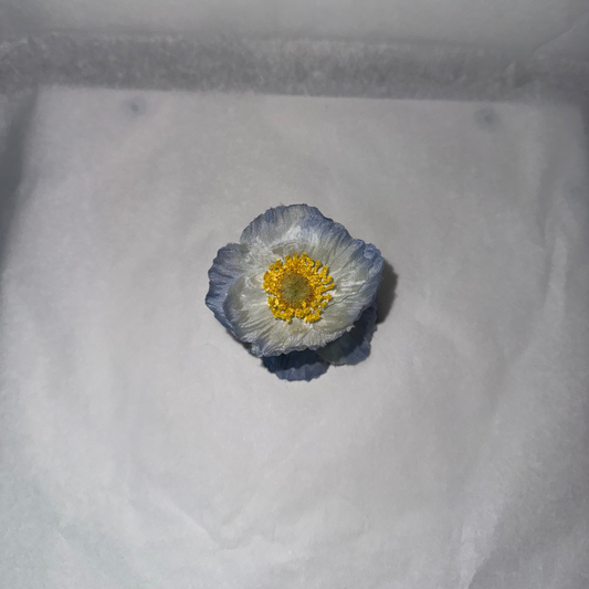 SUMMER EDITION - Mini Poppy hair clip (BLUE)