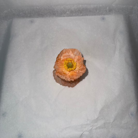 SUMMER EDITION - Mini Poppy hair clip (PEACH)